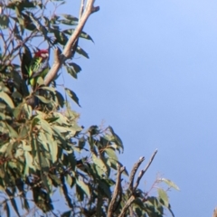 Platycercus eximius (Eastern Rosella) at Walla Walla, NSW - 29 Jun 2022 by Darcy