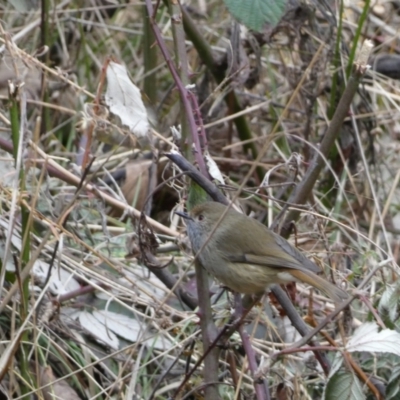 Acanthiza pusilla (Brown Thornbill) at Googong, NSW - 3 Jul 2022 by Steve_Bok