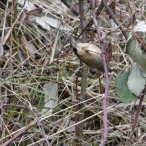 Acanthiza pusilla at Googong, NSW - 3 Jul 2022 02:03 PM