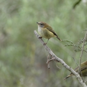 Acanthiza lineata at Googong, NSW - 3 Jul 2022