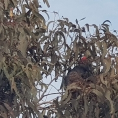 Callocephalon fimbriatum (Gang-gang Cockatoo) at Watson, ACT - 26 Jun 2022 by MAX