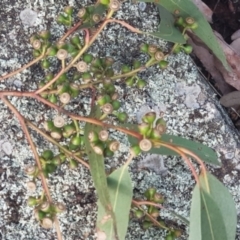 Callocephalon fimbriatum at Watson, ACT - suppressed