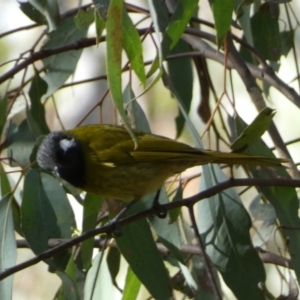 Nesoptilotis leucotis at Googong, NSW - 3 Jul 2022