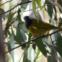 Nesoptilotis leucotis at Googong, NSW - 3 Jul 2022 03:07 PM