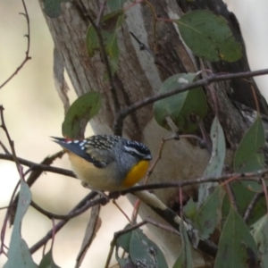 Pardalotus punctatus at Googong, NSW - 3 Jul 2022