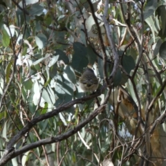 Pachycephala pectoralis at Googong, NSW - 3 Jul 2022