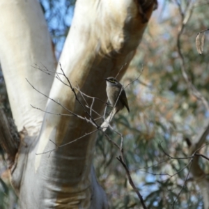 Caligavis chrysops at Googong, NSW - 3 Jul 2022 03:15 PM