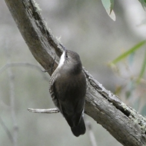 Cormobates leucophaea at Googong, NSW - 3 Jul 2022