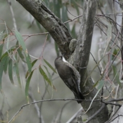 Cormobates leucophaea at Googong, NSW - 3 Jul 2022