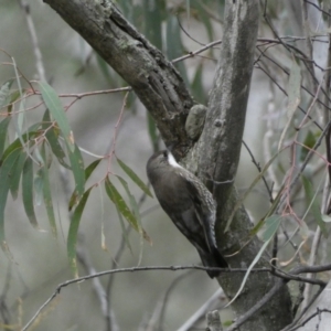 Cormobates leucophaea at Googong, NSW - 3 Jul 2022