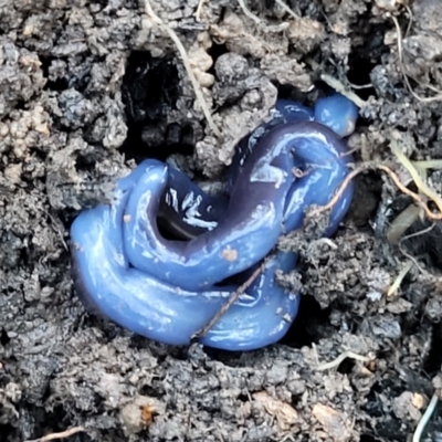 Caenoplana coerulea (Blue Planarian, Blue Garden Flatworm) at Bruce, ACT - 4 Jul 2022 by trevorpreston