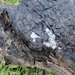 zz flat polypore - white(ish) at Bruce, ACT - 4 Jul 2022