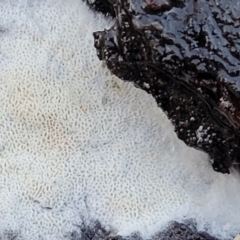 zz flat polypore - white(ish) at Bruce, ACT - 4 Jul 2022 07:51 AM