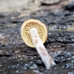 zz agaric (stem; gills not white/cream) at Bruce Ridge to Gossan Hill - 3 Jul 2022 by trevorpreston