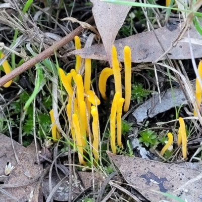 Clavulinopsis amoena (Yellow club) at Gossan Hill - 3 Jul 2022 by trevorpreston