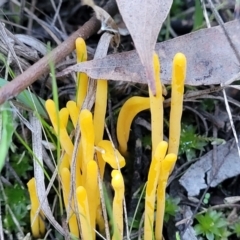 Clavulinopsis amoena at Bruce, ACT - 4 Jul 2022 07:58 AM