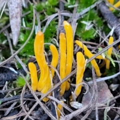Clavulinopsis amoena at Bruce, ACT - 4 Jul 2022 07:58 AM