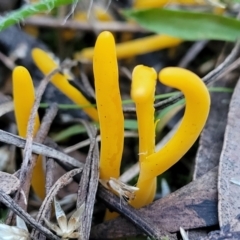 Clavulinopsis amoena at Bruce, ACT - 4 Jul 2022 07:58 AM