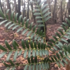 Acacia terminalis at Lower Boro, NSW - 2 Jul 2022