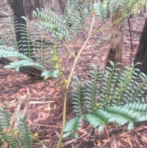 Acacia terminalis at Lower Boro, NSW - 2 Jul 2022