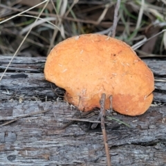 Trametes coccinea (Scarlet Bracket) at Bruce, ACT - 4 Jul 2022 by trevorpreston