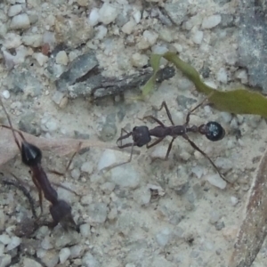 Myrmecia sp. (genus) at Paddys River, ACT - 13 Feb 2022