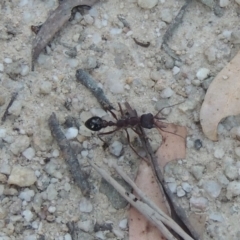 Myrmecia sp. (genus) at Paddys River, ACT - 13 Feb 2022