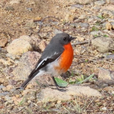 Petroica phoenicea (Flame Robin) at Tuggeranong Hill - 4 Jul 2022 by OwenH