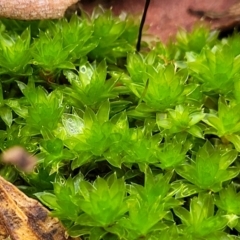 Bryaceae (family) (A moss) at Flea Bog Flat, Bruce - 4 Jul 2022 by trevorpreston