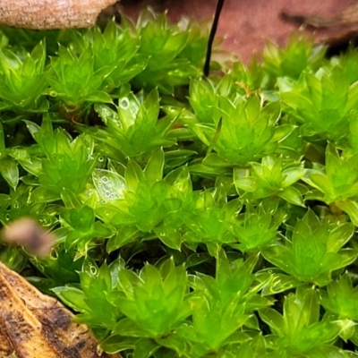 Bryaceae (family) (A moss) at Flea Bog Flat, Bruce - 4 Jul 2022 by trevorpreston