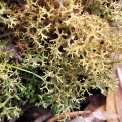 Cladia aggregata (A lichen) at Bruce Ridge to Gossan Hill - 4 Jul 2022 by trevorpreston