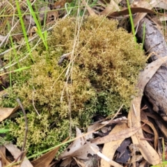 Cladia aggregata at Bruce, ACT - 4 Jul 2022 01:24 PM