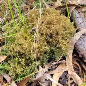 Cladia aggregata at Bruce, ACT - 4 Jul 2022 01:24 PM