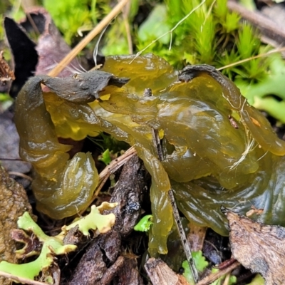 Nostoc sp. (genus) (A cyanobacterium) at Bruce Ridge to Gossan Hill - 4 Jul 2022 by trevorpreston