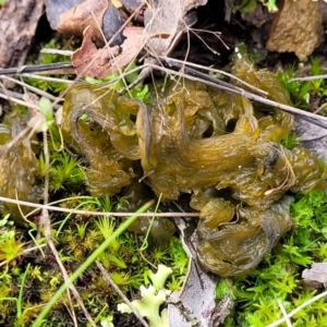 Nostoc sp. (genus) at Bruce, ACT - 4 Jul 2022