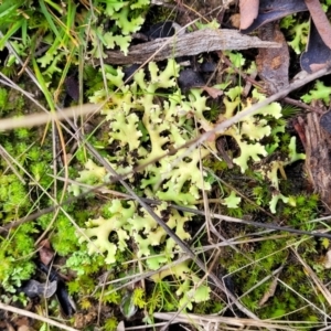 Heterodea sp. at Bruce, ACT - 4 Jul 2022