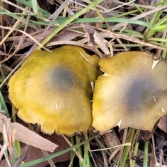 Cortinarius austrovenetus (Green Skinhead) at Bruce Ridge to Gossan Hill - 4 Jul 2022 by trevorpreston