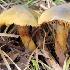 Cortinarius austrovenetus at Bruce, ACT - 4 Jul 2022