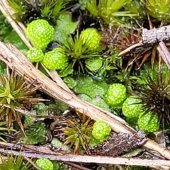 Asterella drummondii (A thallose liverwort) at Flea Bog Flat, Bruce - 4 Jul 2022 by trevorpreston
