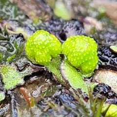 Asterella drummondii at Aranda, ACT - 4 Jul 2022