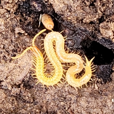 Geophilomorpha sp. (order) (Earth or soil centipede) at Flea Bog Flat, Bruce - 4 Jul 2022 by trevorpreston