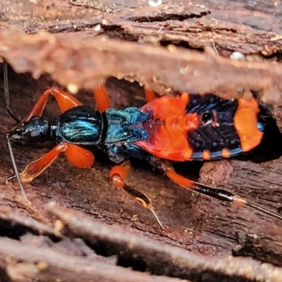 Ectomocoris patricius (Ground assassin bug) at Flea Bog Flat, Bruce - 4 Jul 2022 by trevorpreston