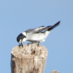 Cracticus torquatus (Grey Butcherbird) at Queanbeyan West, NSW - 4 Jul 2022 by Paul4K