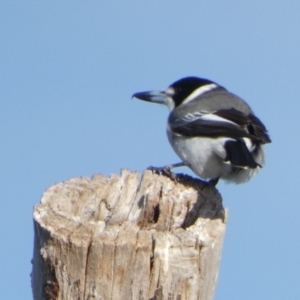 Cracticus torquatus at Queanbeyan West, NSW - 4 Jul 2022 09:23 AM