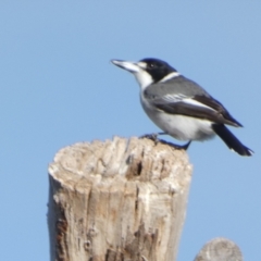 Cracticus torquatus at Queanbeyan West, NSW - 4 Jul 2022 09:23 AM