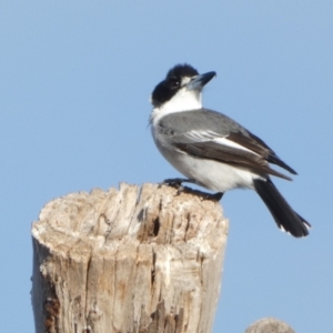 Cracticus torquatus at Queanbeyan West, NSW - 4 Jul 2022