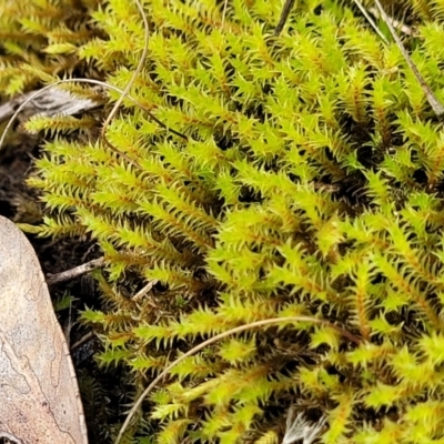 Triquetrella (A trailing moss) at Flea Bog Flat, Bruce - 4 Jul 2022 by trevorpreston