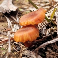 Laccaria sp. (Laccaria) at Flea Bog Flat, Bruce - 4 Jul 2022 by trevorpreston