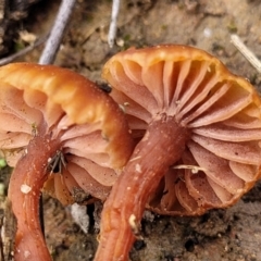 Laccaria sp. at Aranda, ACT - 4 Jul 2022