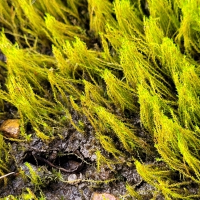 Unidentified Moss / Liverwort / Hornwort at Bruce Ridge to Gossan Hill - 4 Jul 2022 by trevorpreston